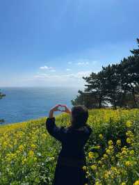 🌼지금 방문하면 좋을 무료 유채꽃밭🌼