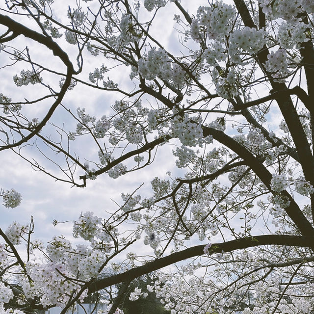 🌸在浪漫的櫻花季
