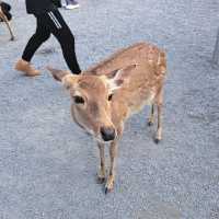 斑比山丘⛰️小鹿斑比的Wonderland🦌