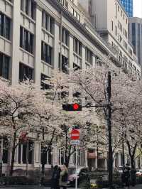Unknown Cherry Blossom Treasure in Central Tokyo 
