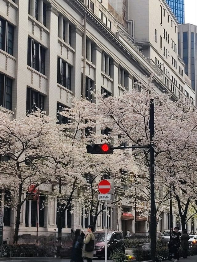 Unknown Cherry Blossom Treasure in Central Tokyo 