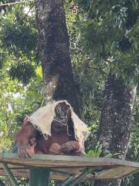 Zoo Negara: A Roaring Good Time in KL! 🦁🐼