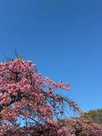 Chasing Sakura at Yoyogi Park