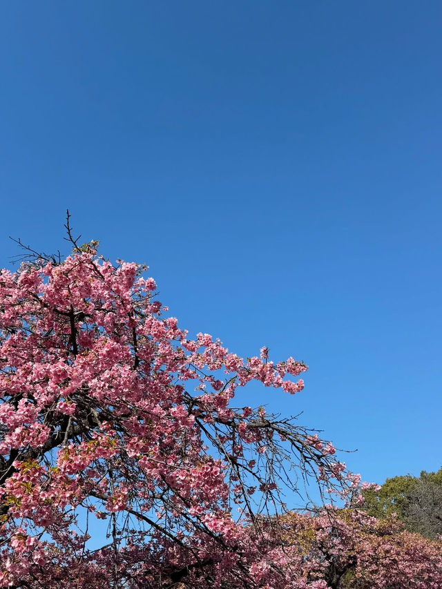 Chasing Sakura at Yoyogi Park