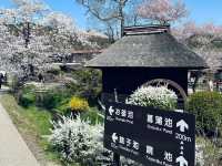 Chasing Sakura at Oshino Hakkai Village