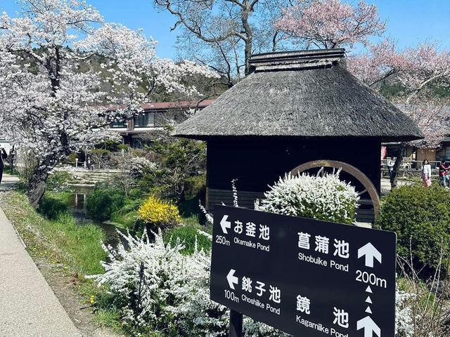Chasing Sakura at Oshino Hakkai Village