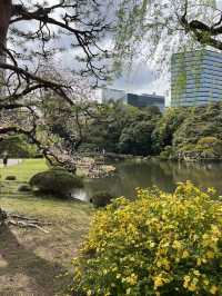 Spring Blossoms at Shinjuku Gyoen🌸