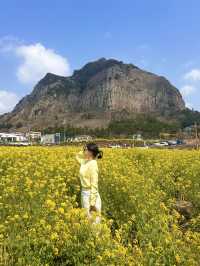 봄 제주하면 꼭 방문해야할 필수 스팟 🌼 