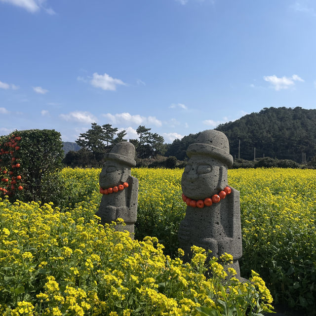 가장 빠르게 봄이 오는 제주 여행✈️3월 봄여행 추천🌼