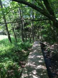 【鎌倉アルプス:北鎌倉・山之内・今泉の秘境から二階堂まで。散在ヶ池公園・陰陽滝・天園ハイキングコース 】