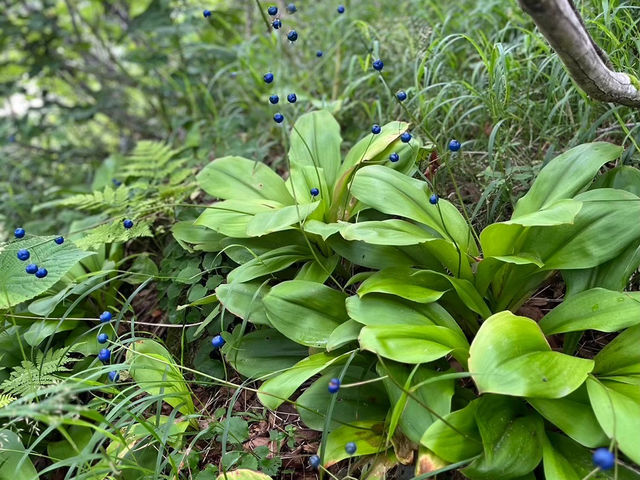 【ニセコ昆布温泉 甘露の森で癒しのひととき♨️】