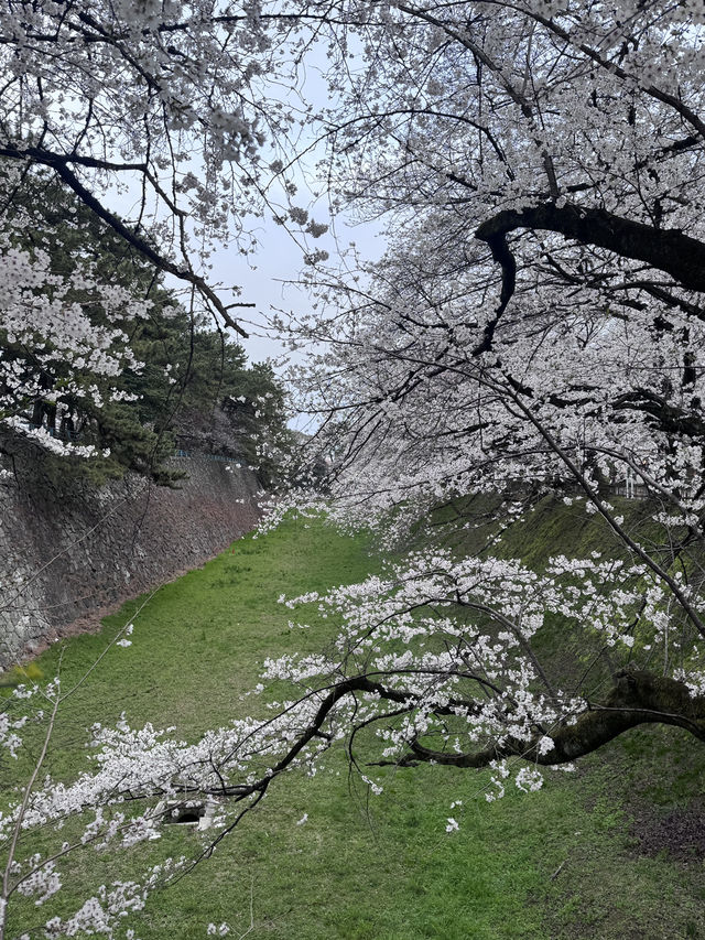 나고야 여행 중 올리는 노리타케숲 벚꽃여행