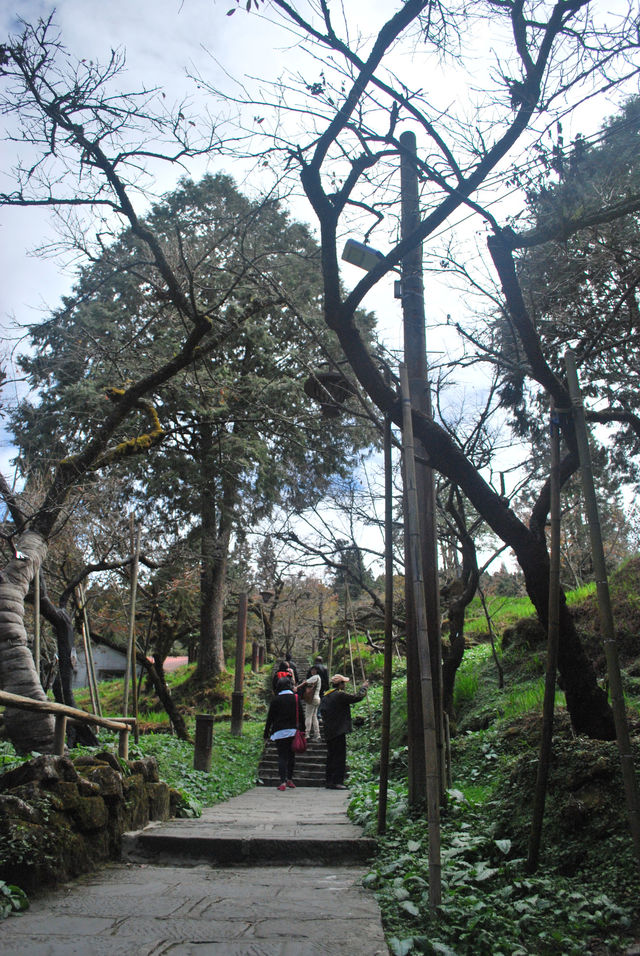 Peaceful Escapes in the Mountains of Alishan, Taiwan