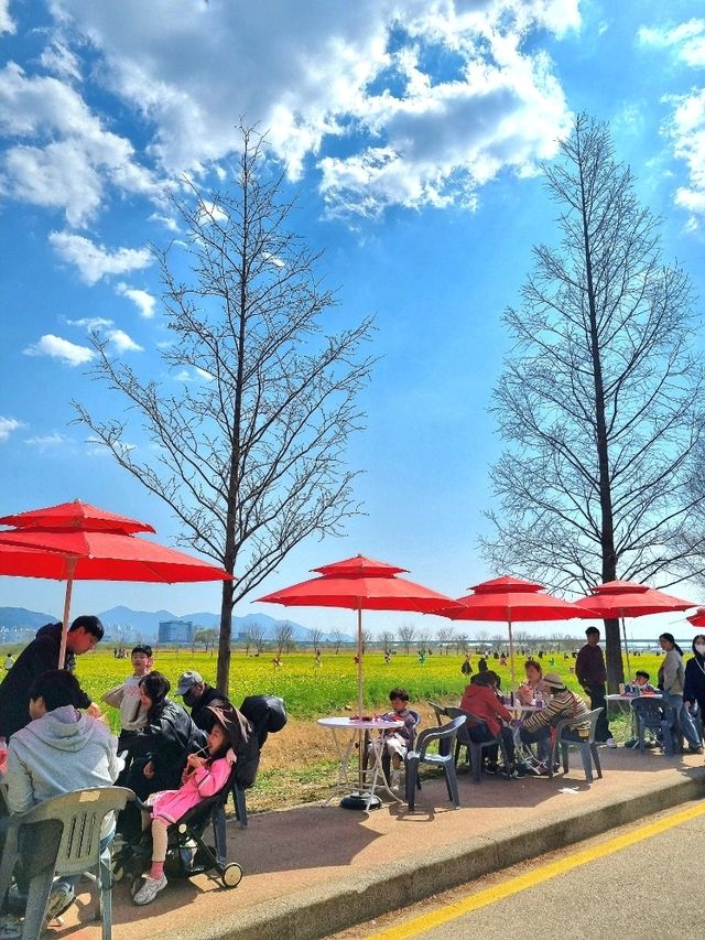 예쁜 유채꽃밭과 피크닉! 대저생태공원🌼