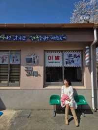 벚꽃향기 가득한 낭만가득 청도여행지🌸