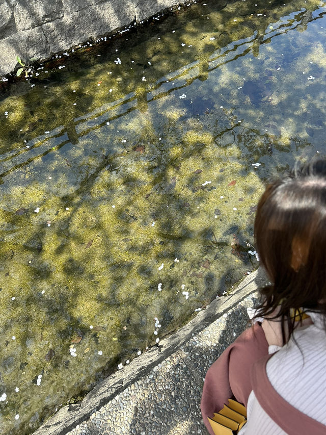 【福岡】川縁から見上げる桜のトンネル🌸