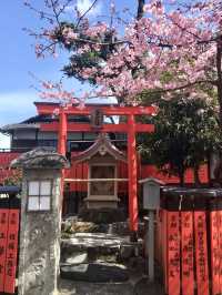 Cherry Blossoms in Full Bloom at Kurumazaki Shrine