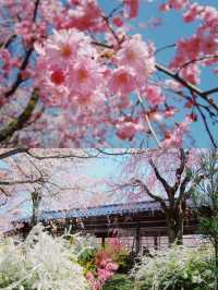 【京都】桜の穴場スポット🌸お花見・カフェ・神社・庭園