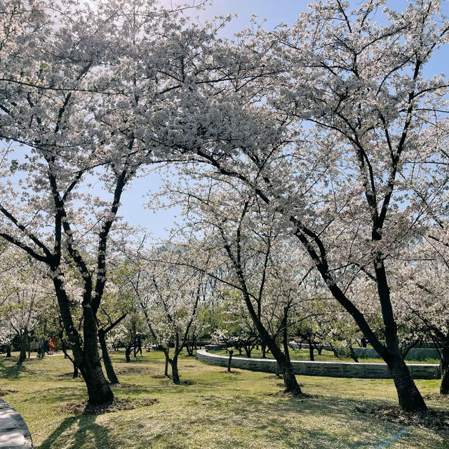 在櫻花海中迷失的日子～嘉義都會森林公園