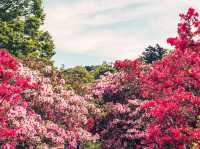 Komuroyama in Color: A Blooming Spring Escape