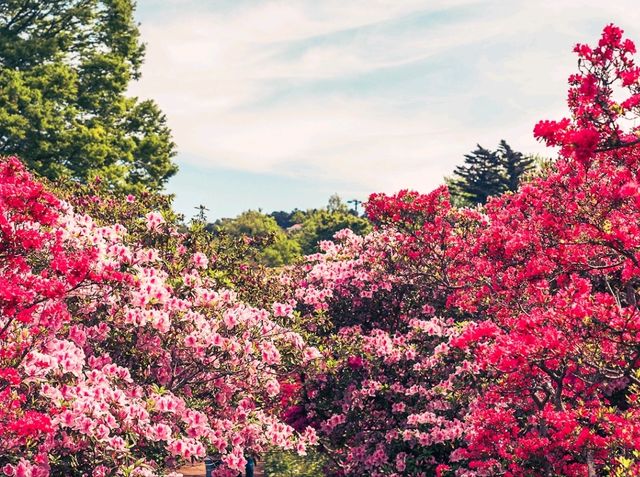 Komuroyama in Color: A Blooming Spring Escape