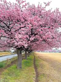 Sakura season