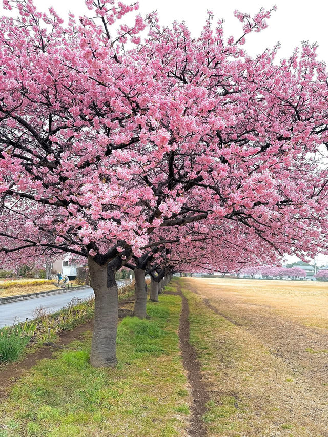 Sakura season