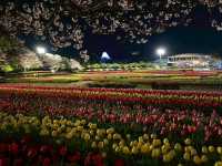 【なばなの里で夜のチューリップを見よう】