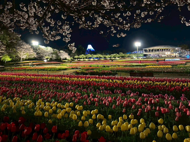 【なばなの里で夜のチューリップを見よう】