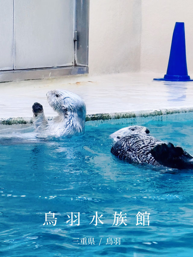 【三重】国内唯一ラッコが見られる鳥羽水族館🦦🦦