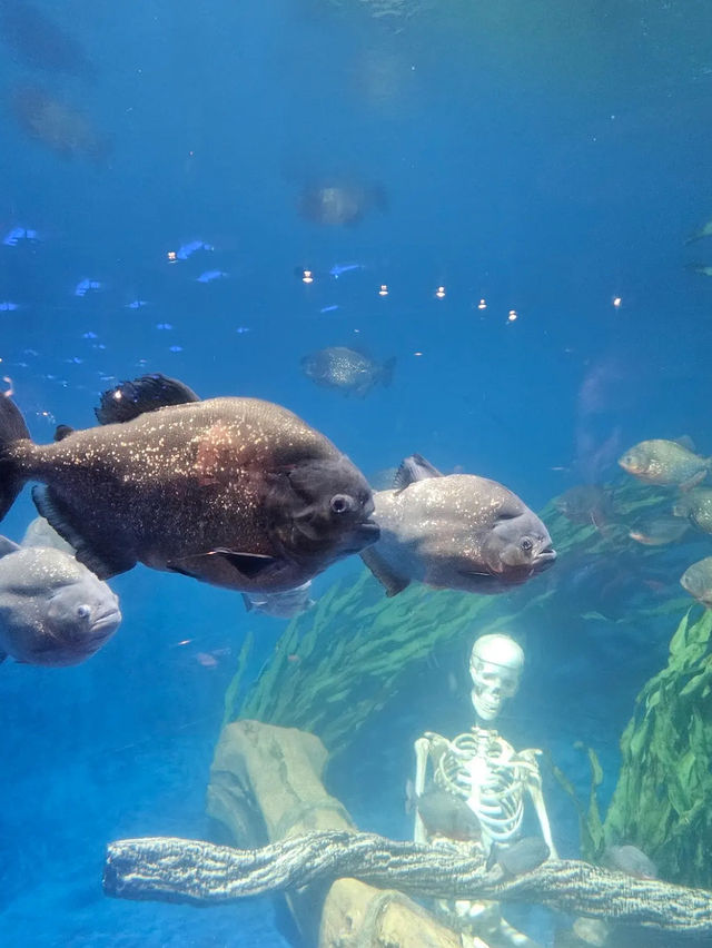 Aquaria KLCC