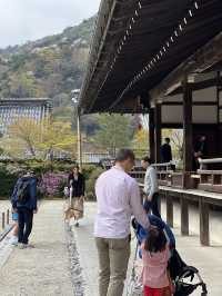 🍃 교토 텐류지(天龍寺), 마음까지 맑아지는 순간 🌸