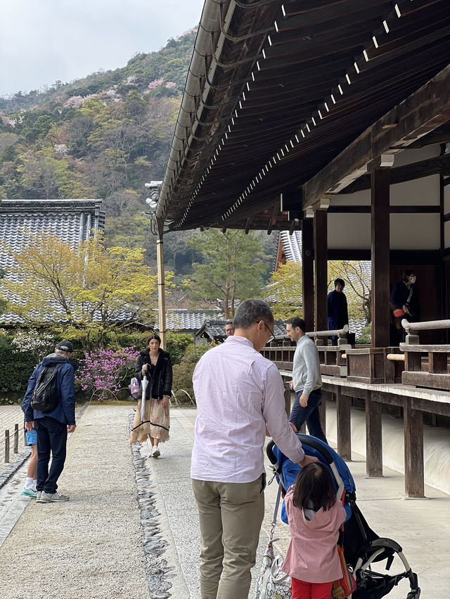 🍃 교토 텐류지(天龍寺), 마음까지 맑아지는 순간 🌸