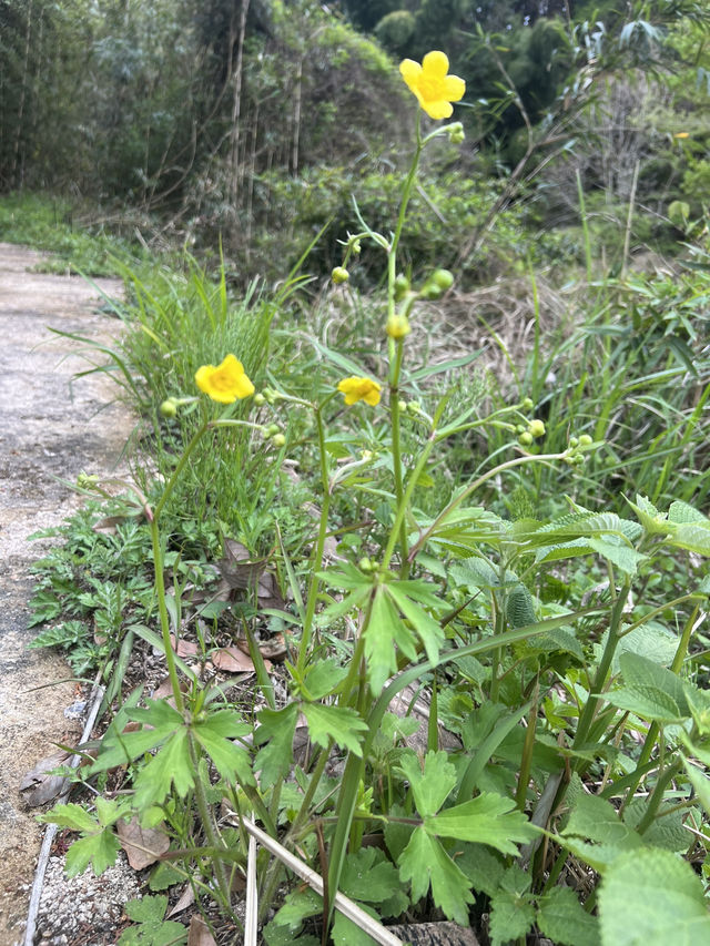 ひっそりと咲く野花