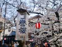 Kawagoe Cherry Blossoms– A Time-Warped Sakura Experience