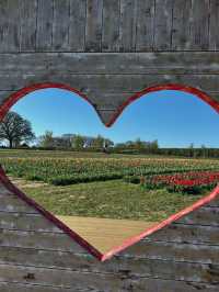 Tulip Fields Day Trip from Birmingham