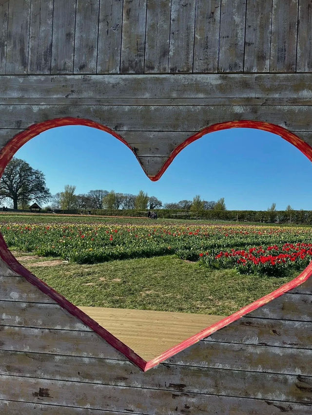 Tulip Fields Day Trip from Birmingham