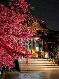 Sakura-jingu Shrine Cherry Blossoms – Tokyo’s Secret "Marriage Sakura" Sanctuary