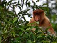 🌿 Klias Wetland Adventures: Fireflies, Proboscis Monkeys & Muddy Mischief! 🐒