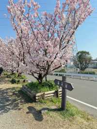Cherry Blossom Victory in Kanagawa! 🌸🎉
