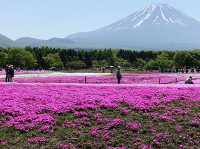 Fuji Five Lakes Cherry Blossoms: Where Sakura Meets Japan’s Iconic Mountain