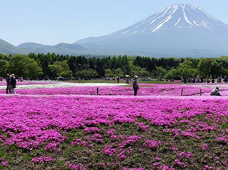 Fuji Five Lakes Cherry Blossoms: Where Sakura Meets Japan’s Iconic Mountain