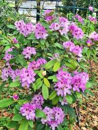 WHEN CHERRY BLOSSOMS FALL, NEW WONDERS BLOOM