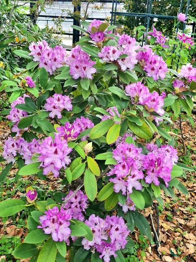 WHEN CHERRY BLOSSOMS FALL, NEW WONDERS BLOOM