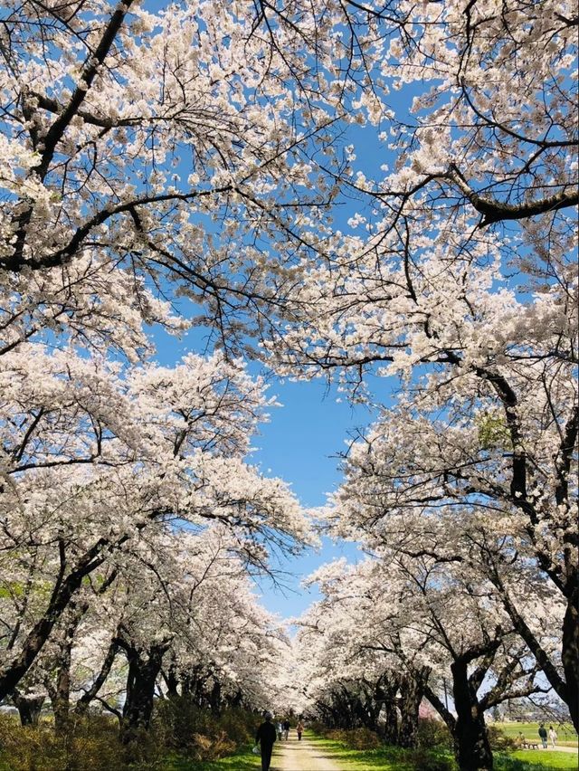Kitakami City Park Tenshochi | Iwate's 2km Sakura Wonderland