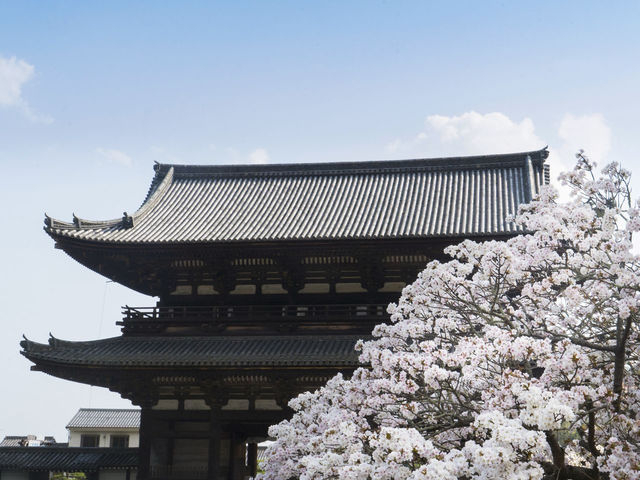 🌸 Ninna-ji Temple: Kyoto’s Best-Kept Secret for Cherry Blossom Perfection! 🏯✨