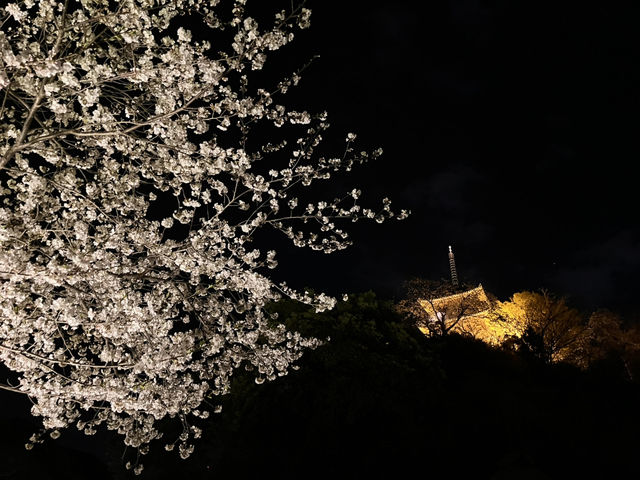 三渓園でお花見　夜ver @横浜🌃🌸