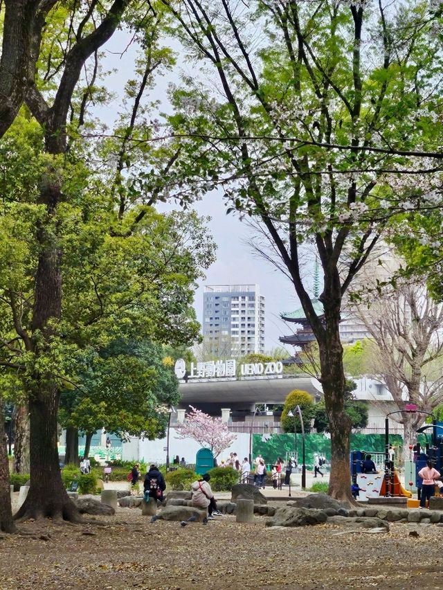 👟동네한바퀴, 우에노 도보 여행 코스!