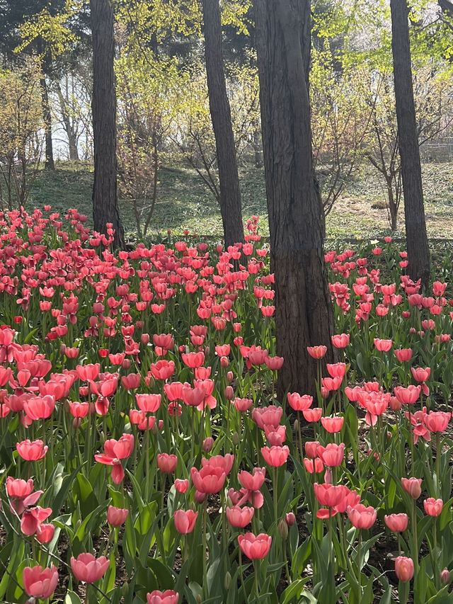 튤립축제와 천안 아산 여행