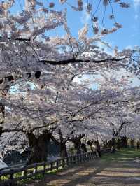 Hirosaki Park Sakura | Tohoku's Blossom Wonderland